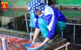 Chợ cá Yên Sở nhộn nhịp ngày ông Công ông Táo